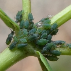 Aphis chloris (St Johns Wort Aphid) at Urila, NSW - 29 Dec 2023 by MichaelMulvaney
