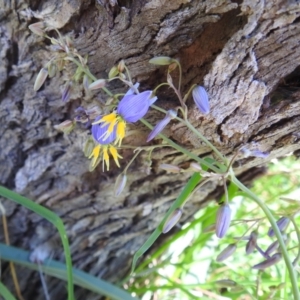 Dianella sp. aff. longifolia (Benambra) at Lions Youth Haven - Westwood Farm A.C.T. - 30 Dec 2023