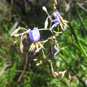 Dianella sp. aff. longifolia (Benambra) at Lions Youth Haven - Westwood Farm A.C.T. - 30 Dec 2023