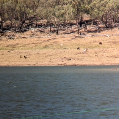 Capra hircus (Goat) at Hargraves, NSW - 30 Dec 2023 by Darcy