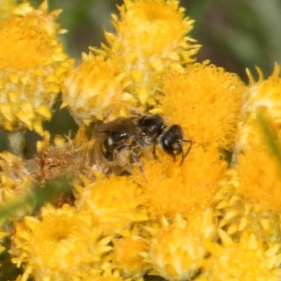 Lasioglossum (Chilalictus) sp. (genus & subgenus) (Halictid bee) at The Pinnacle - 28 Dec 2023 by AlisonMilton