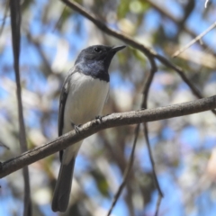 Myiagra rubecula (Leaden Flycatcher) at Lions Youth Haven - Westwood Farm A.C.T. - 30 Dec 2023 by HelenCross