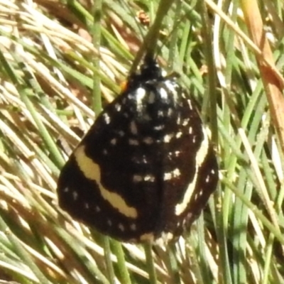 Idalima affinis (A day flying moth) at Namadgi National Park - 30 Dec 2023 by JohnBundock