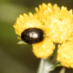 Ditropidus sp. (genus) (Leaf beetle) at The Pinnacle - 28 Dec 2023 by AlisonMilton