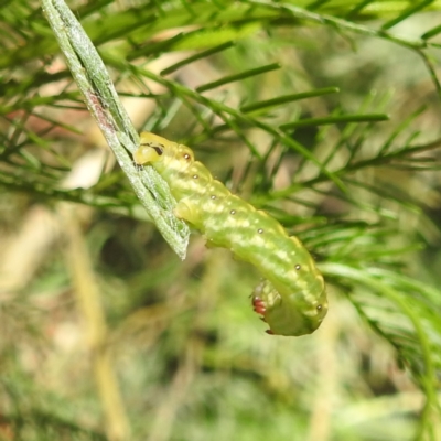 Capusa senilis (Black-banded Wedge-moth) at Kambah, ACT - 30 Dec 2023 by HelenCross