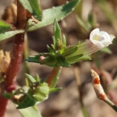 Gratiola pumilo (A Brooklime) at Table Top Reserve - 29 Dec 2023 by KylieWaldon