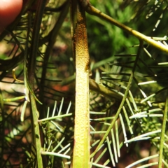 Acizzia acaciaedecurrentis (Early Green Wattle Psyllid) at Kambah, ACT - 30 Dec 2023 by HelenCross