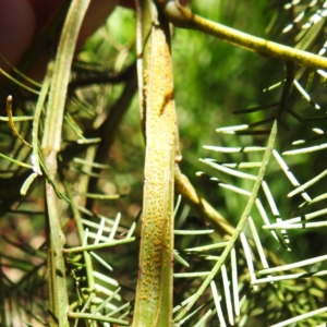 Acizzia acaciaedecurrentis at Lions Youth Haven - Westwood Farm A.C.T. - 30 Dec 2023