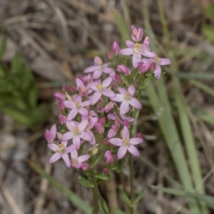 Centaurium erythraea at The Pinnacle - 28 Dec 2023