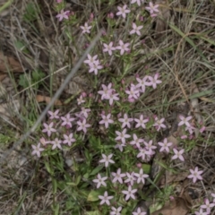 Centaurium erythraea at The Pinnacle - 28 Dec 2023