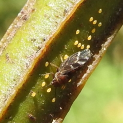 Acizzia acaciaedecurrentis (Early Green Wattle Psyllid) at Lions Youth Haven - Westwood Farm A.C.T. - 30 Dec 2023 by HelenCross