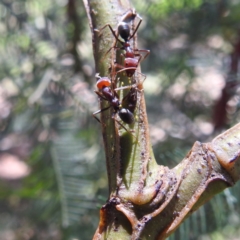 Acizzia acaciaedecurrentis at Lions Youth Haven - Westwood Farm A.C.T. - 30 Dec 2023