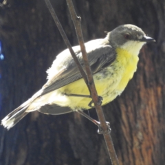 Gerygone olivacea (White-throated Gerygone) at Lions Youth Haven - Westwood Farm A.C.T. - 30 Dec 2023 by HelenCross