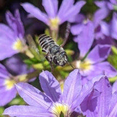 Megachile (Eutricharaea) sp. (genus & subgenus) at Sydney, NSW - 4 Dec 2023