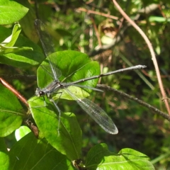 Austroargiolestes icteromelas (Common Flatwing) at Kambah, ACT - 30 Dec 2023 by HelenCross