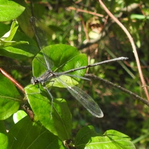 Austroargiolestes icteromelas at Lions Youth Haven - Westwood Farm A.C.T. - 30 Dec 2023