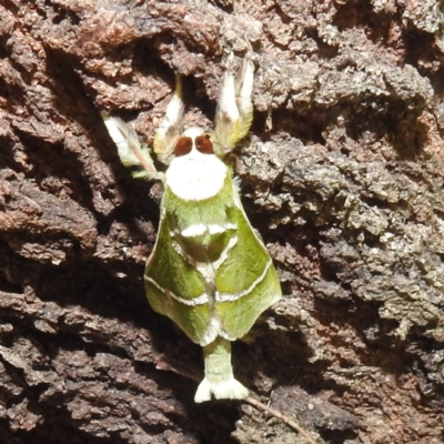 Aenetus ligniveren (Common Splendid Ghost Moth) at Kambah, ACT - 30 Dec 2023 by HelenCross