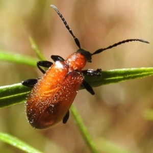 Ecnolagria grandis at Namadgi National Park - 30 Dec 2023 11:19 AM