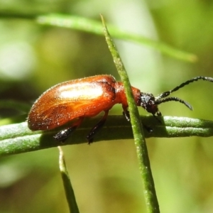 Ecnolagria grandis at Namadgi National Park - 30 Dec 2023 11:19 AM