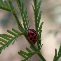 Peltoschema oceanica at Murrumbateman, NSW - 23 Dec 2023 02:50 PM