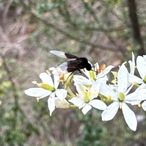 Geron nigralis at Mount Ainslie - 29 Dec 2023 04:27 PM