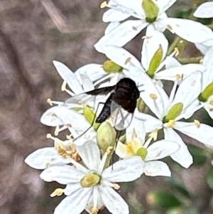 Geron nigralis at Mount Ainslie - 29 Dec 2023