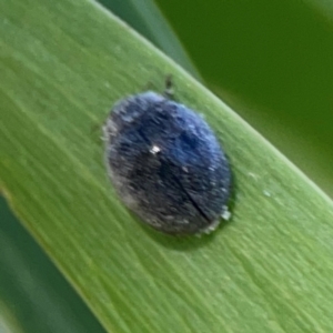 Coccinellidae (family) at Nicholls, ACT - 30 Dec 2023