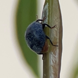 Coccinellidae (family) at Nicholls, ACT - 30 Dec 2023