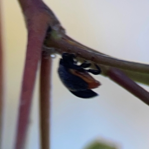 Coccinellidae (family) at Nicholls, ACT - 30 Dec 2023 06:52 PM