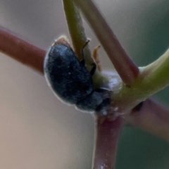 Coccinellidae (family) at Nicholls, ACT - 30 Dec 2023