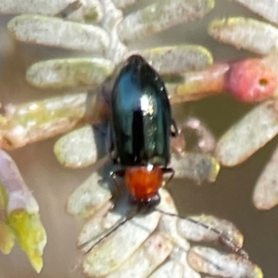 Adoxia benallae (Leaf beetle) at Nicholls, ACT - 30 Dec 2023 by Hejor1