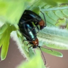 Adoxia benallae at Nicholls, ACT - 30 Dec 2023