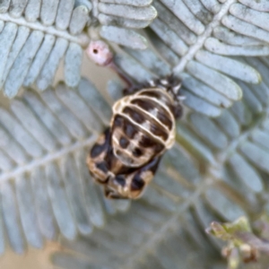 Coccinellidae (family) at Nicholls, ACT - 30 Dec 2023