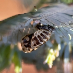 Coccinellidae (family) at Nicholls, ACT - 30 Dec 2023