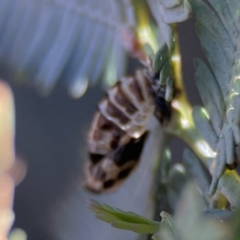 Coccinellidae (family) at Nicholls, ACT - 30 Dec 2023