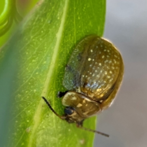 Paropsisterna cloelia at Nicholls, ACT - 30 Dec 2023