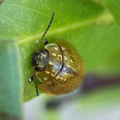 Paropsisterna cloelia at Nicholls, ACT - 30 Dec 2023 05:32 PM