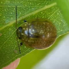 Paropsisterna cloelia at Nicholls, ACT - 30 Dec 2023 05:32 PM