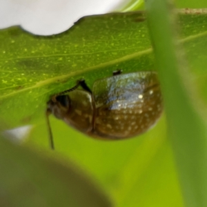 Paropsisterna cloelia at Nicholls, ACT - 30 Dec 2023 05:32 PM