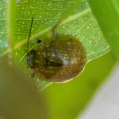 Paropsisterna cloelia at Nicholls, ACT - 30 Dec 2023