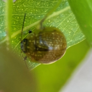 Paropsisterna cloelia at Nicholls, ACT - 30 Dec 2023