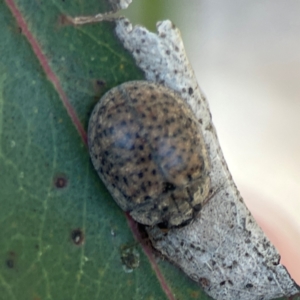 Trachymela sp. (genus) at Nicholls, ACT - 30 Dec 2023