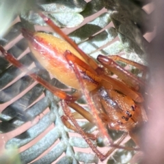 Cheiracanthium gracile (Slender sac spider) at Nicholls, ACT - 30 Dec 2023 by Hejor1