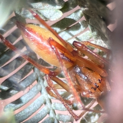 Cheiracanthium gracile (Slender sac spider) at Nicholls, ACT - 30 Dec 2023 by Hejor1