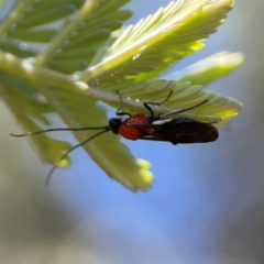 Pycnobraconoides sp. (genus) (A Braconid wasp) at Nicholls, ACT - 30 Dec 2023 by Hejor1