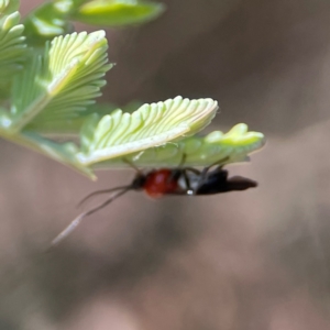 Pycnobraconoides sp. (genus) at Nicholls, ACT - 30 Dec 2023