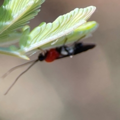 Pycnobraconoides sp. (genus) at Nicholls, ACT - 30 Dec 2023