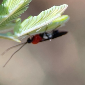 Pycnobraconoides sp. (genus) at Nicholls, ACT - 30 Dec 2023