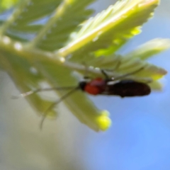 Pycnobraconoides sp. (genus) at Nicholls, ACT - 30 Dec 2023