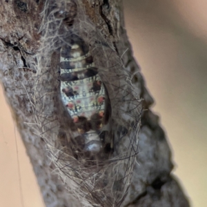 Anestia (genus) at Nicholls, ACT - 30 Dec 2023 05:40 PM